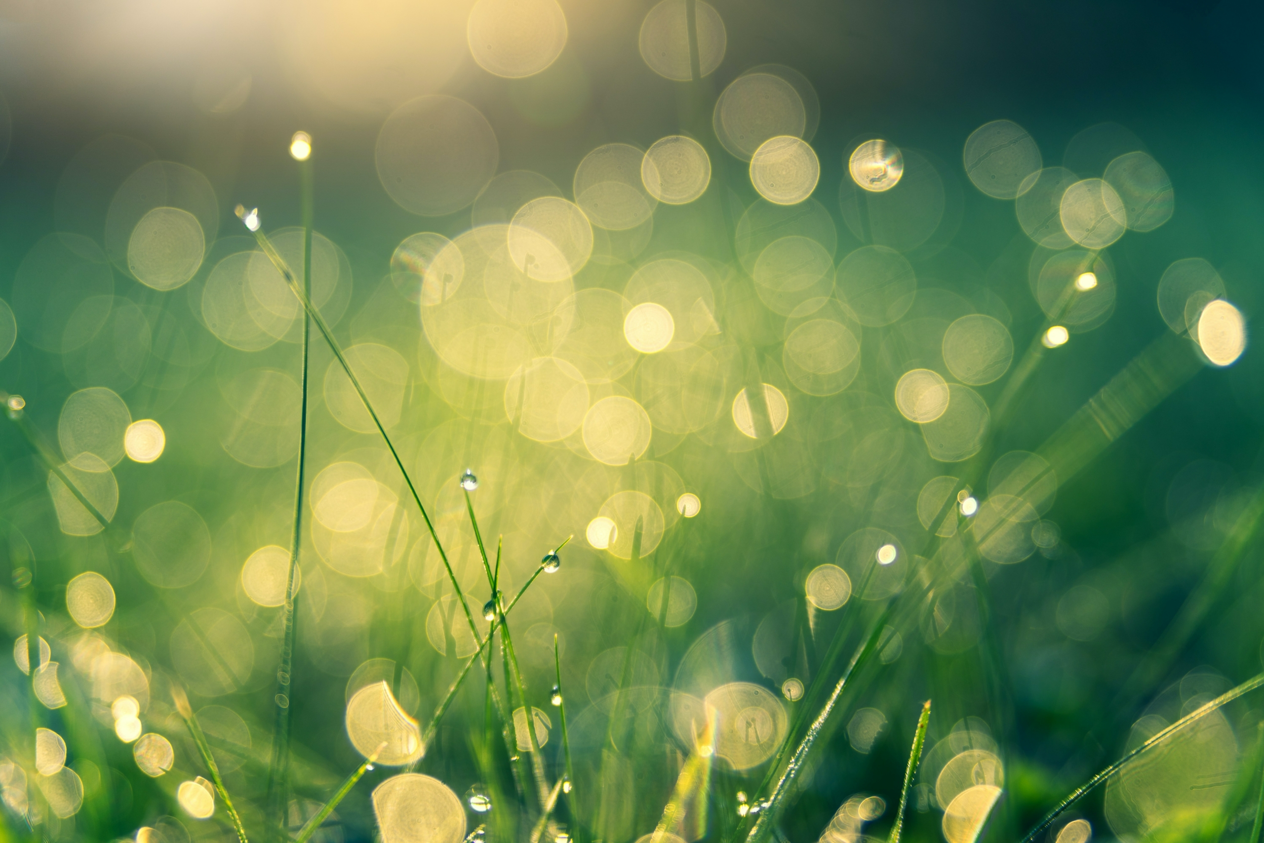 grass with dewdrops